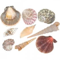 Muschelmix, Muscheln und Schneckenhäuser, Sommerdeko H3–5cm/L2,5–9cm 950g