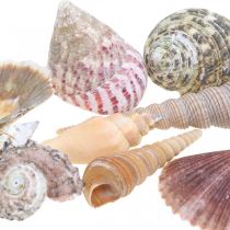 Muschelmix, Muscheln und Schneckenhäuser, Sommerdeko H3–5cm/L2,5–9cm 950g