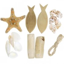 DIY-Box Maritim, Natürliche Muscheln, Holzdeko Sortiertes Set