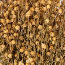 Artikel Getrockneter Flachs Natur 60cm 180g für Trockenfloristik