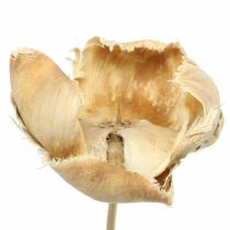 Artikel Naturblüte, Palm Cup am Stiel Gebleicht 25 St