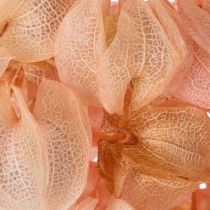 Artikel Nicandra Trockenblume Rosa 75cm für Wohnraumdekoration