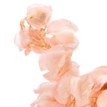 Artikel Nicandra Trockenblume Rosa 75cm für Wohnraumdekoration