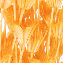 Artikel Nigella Trockenblumen Orange 70cm 50g Wohnraumdekoration