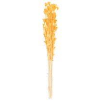 Artikel Nigella Trockenblumen Orange 70cm 50g Wohnraumdekoration