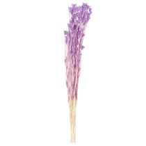 Artikel Trockenblumenstrauß Nigella Lila 70cm 50g Wohnraumdekoration