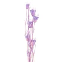 Artikel Trockenblumenstrauß Nigella Lila 70cm 50g Wohnraumdekoration