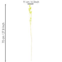 Artikel Trockenblumen-Bund Nigella Grün 70cm 50g Raumdekoration