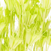 Artikel Trockenblumen-Bund Nigella Grün 70cm 50g Raumdekoration