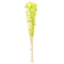 Artikel Trockenblumen-Bund Nigella Grün 70cm 50g Raumdekoration