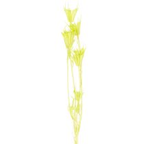 Artikel Trockenblumen-Bund Nigella Grün 70cm 50g Raumdekoration