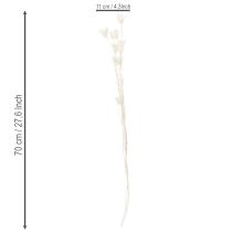 Artikel Trockenblumen Nigella Bund Edle Naturdeko für exklusive Einrichtung 70cm 50g