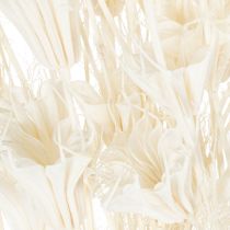 Artikel Trockenblumen Nigella Bund 70cm Weiß Dekoration