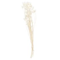 Artikel Trockenblumen Nigella Bund 70cm Weiß Dekoration