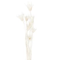 Artikel Trockenblumen Nigella Bund 70cm Weiß Dekoration