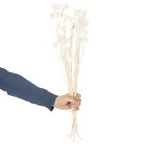Artikel Trockenblumen Nigella Bund Edle Naturdeko für exklusive Einrichtung 70cm 50g