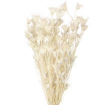 Artikel Nigella Orientalis Trockenblumen Schwarzkümmel Weiß 50cm 100g