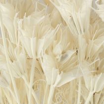 Artikel Nigella Orientalis Trockenblumen Schwarzkümmel Weiß 50cm 100g