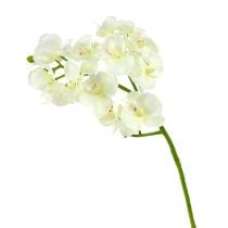 Orchidee Creme-Weiß L57cm 6St