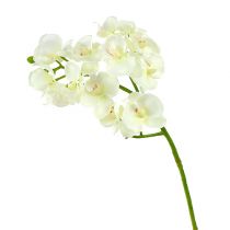 Artikel Orchidee Creme-Weiß L57cm 6 St