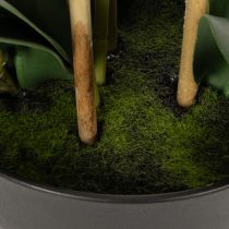 Artikel Künstliche Orchidee im Topf, weiß, 60 cm, Dekoration für Wohnräume