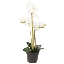 Artikel Künstliche Orchidee im Topf für ein harmonisches Ambiente weiß 60cm