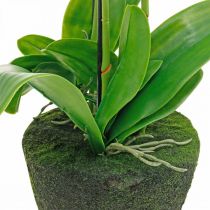 Artikel Künstliche Orchidee weiß 80cm mit Erdballen für den Topf