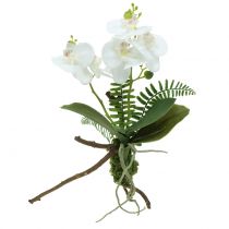 Orchidee Weiß mit Moosballen und Wurzeln 36cm