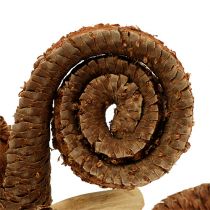 Artikel Trockenblumen Palm Male aus Holz natur 7–14cm 25 Stück für Dekoration