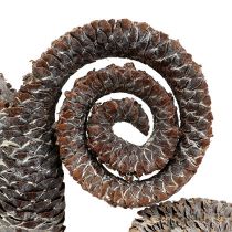 Artikel Palm Male Weiß gewaschen 25 Stück aus Holz, ca. 7–14 cm