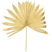 Artikel Palmspear Sun natur 30St