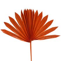 Palmspear Sun Orange 30St