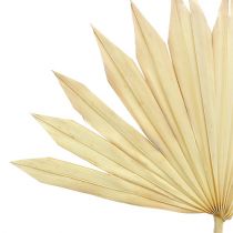 Artikel Palmspear Sun gebleicht 30 St