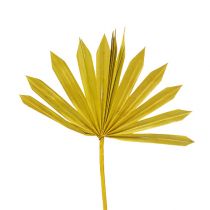Palmspear Sun mini Gelb 50St