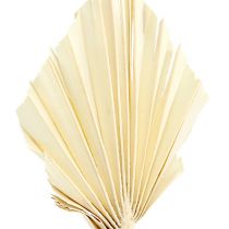 Artikel Palmspear gebleicht 20 St
