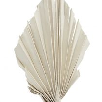 Artikel Getrocknete Mini Palmspear Weiß gewaschen 100 Stück, ca. 33-38 cm