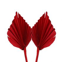 Artikel Palmspear mini Rot 100 St