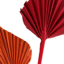 Palmspear mini sort. Rot/Orange 100St