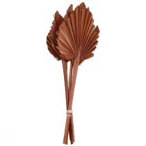 Artikel Palmspear Palmenblätter Naturdeko Braun 5-9×14cm L35cm 4 St
