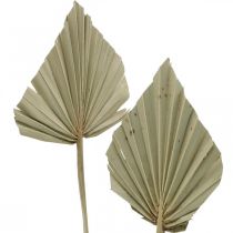 Artikel Mini-Palmspear aus natürlichem Palmenblatt, ca. 33–34 cm, naturfarben, 4 Stück, Trockenfloristik