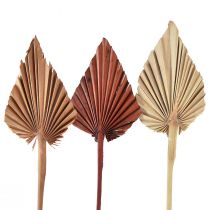 Artikel Palmspear sortiert Marocco 30 St