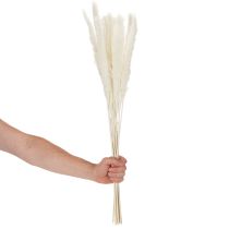 Artikel Pampasgras Trockenblumen gebleicht 70 cm Creme 15 Stiele für Innenbereich