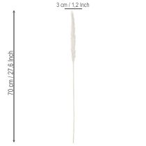 Artikel Pampasgras Trockenblumen gebleicht 70 cm Creme 15 Stiele für Innenbereich
