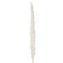 Artikel Pampasgras Trockenblumen gebleicht 70 cm Creme 15 Stiele für Innenbereich