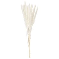 Artikel Pampasgras Trockenblumen gebleicht 70 cm Creme 15 Stiele für Innenbereich