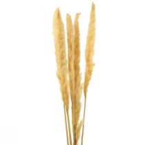 Artikel Pampasgras getrocknet Trockengräser Creme Trockendeko 70cm 6 St