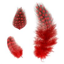 Perlhuhnfedern Faraona 30g Rot