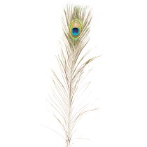 Artikel Pfauenfedern Deko Echte Vogelfedern lang 75-85cm 8 St