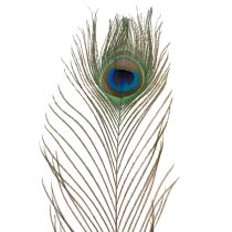 Artikel Pfauenfedern 55cm Naturfarben Echte Vogelfedern 10 Stück Dekoration Basteln