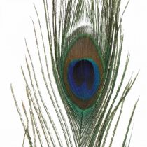 Pfauenfedern Deko Echte Federn zum Basteln Natur 24-32cm 24St